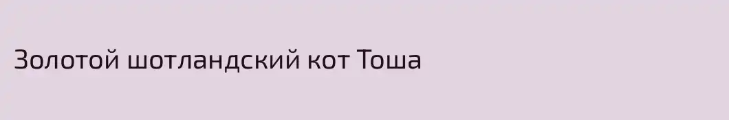 Золотой шотландский кот Тоша